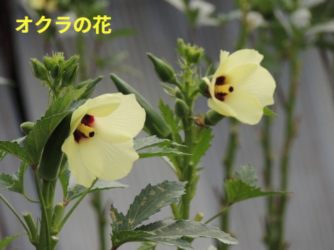 オクラの花