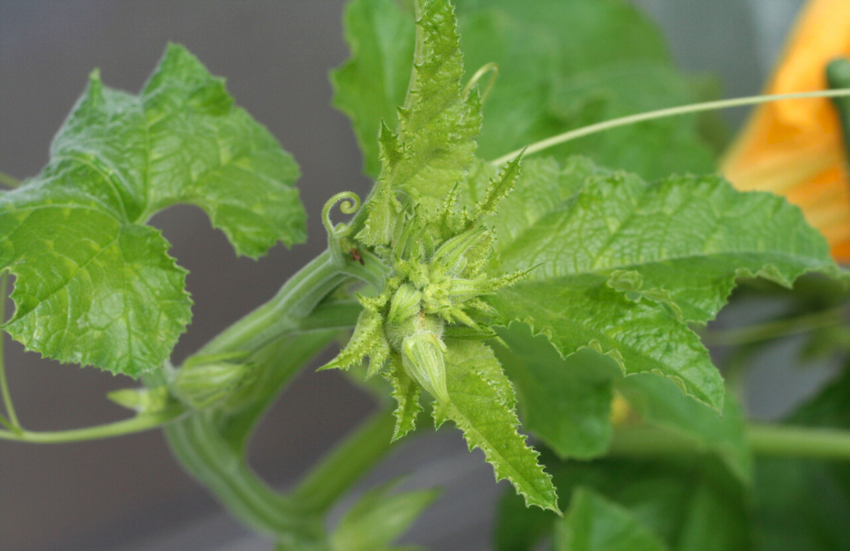 自由研究に適した野菜：かぼちゃ