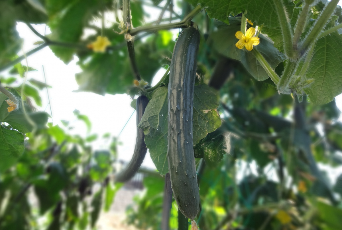 自由研究に適した野菜：きゅうり