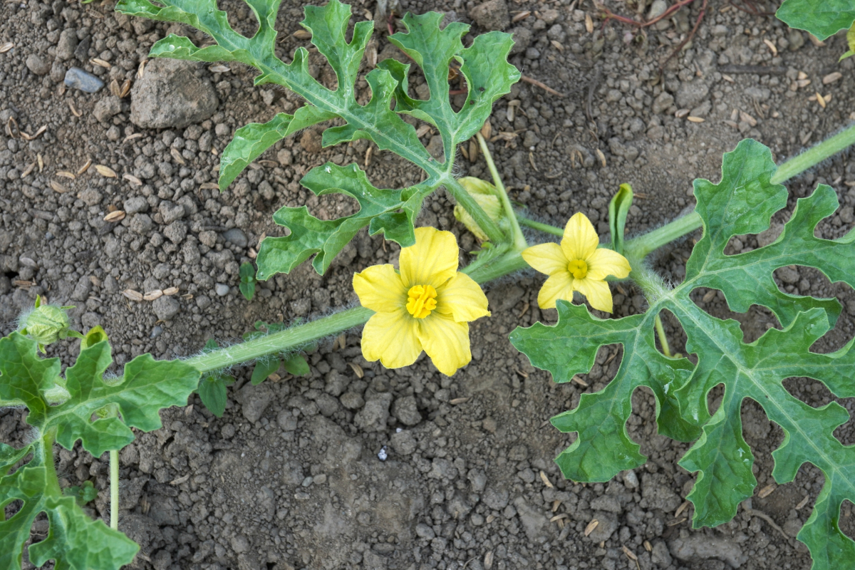 自由研究に適した野菜：スイカ