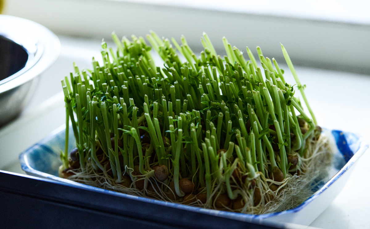 自由研究に適した野菜：スプラウト類