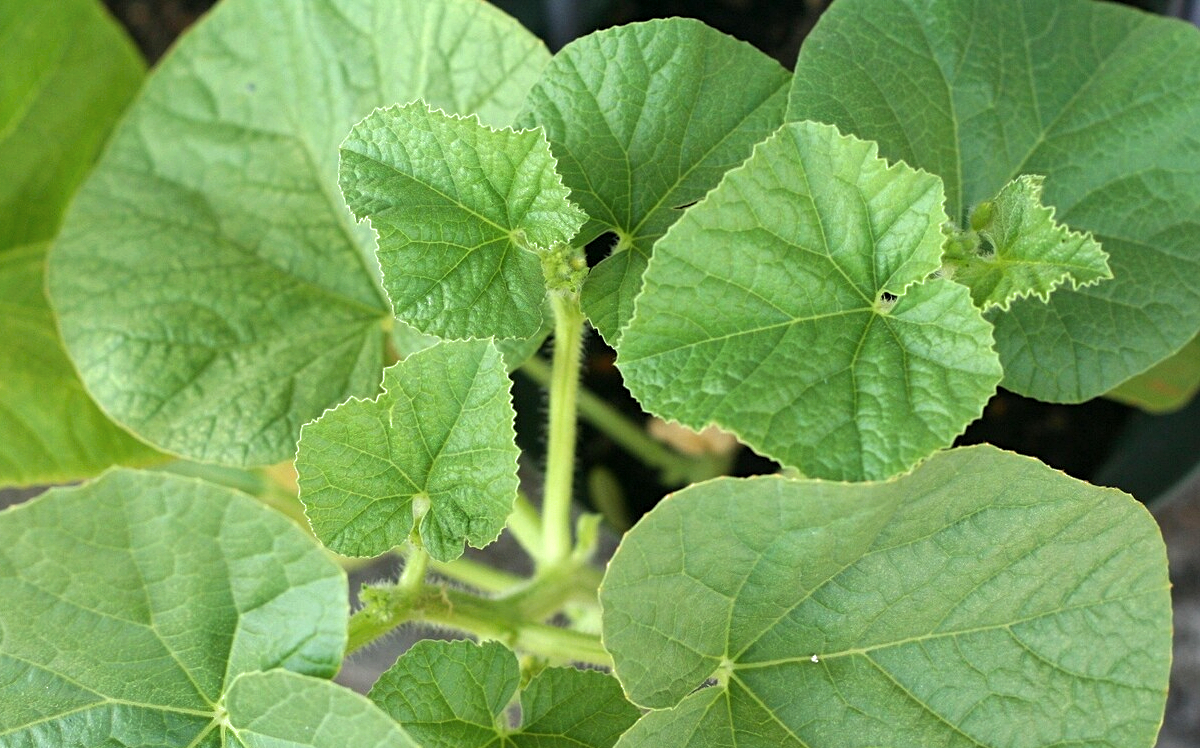 自由研究に適した野菜：メロン