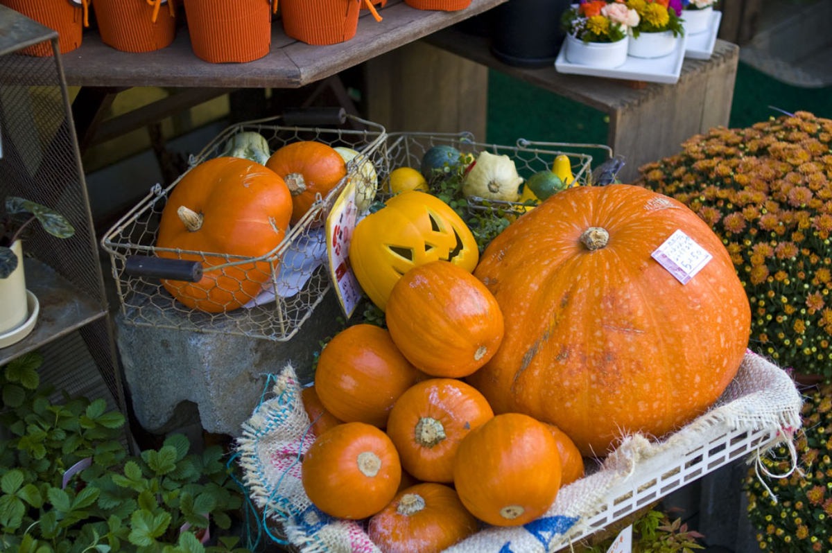 ハロウィンかぼちゃとは……大きさの種類・品種など