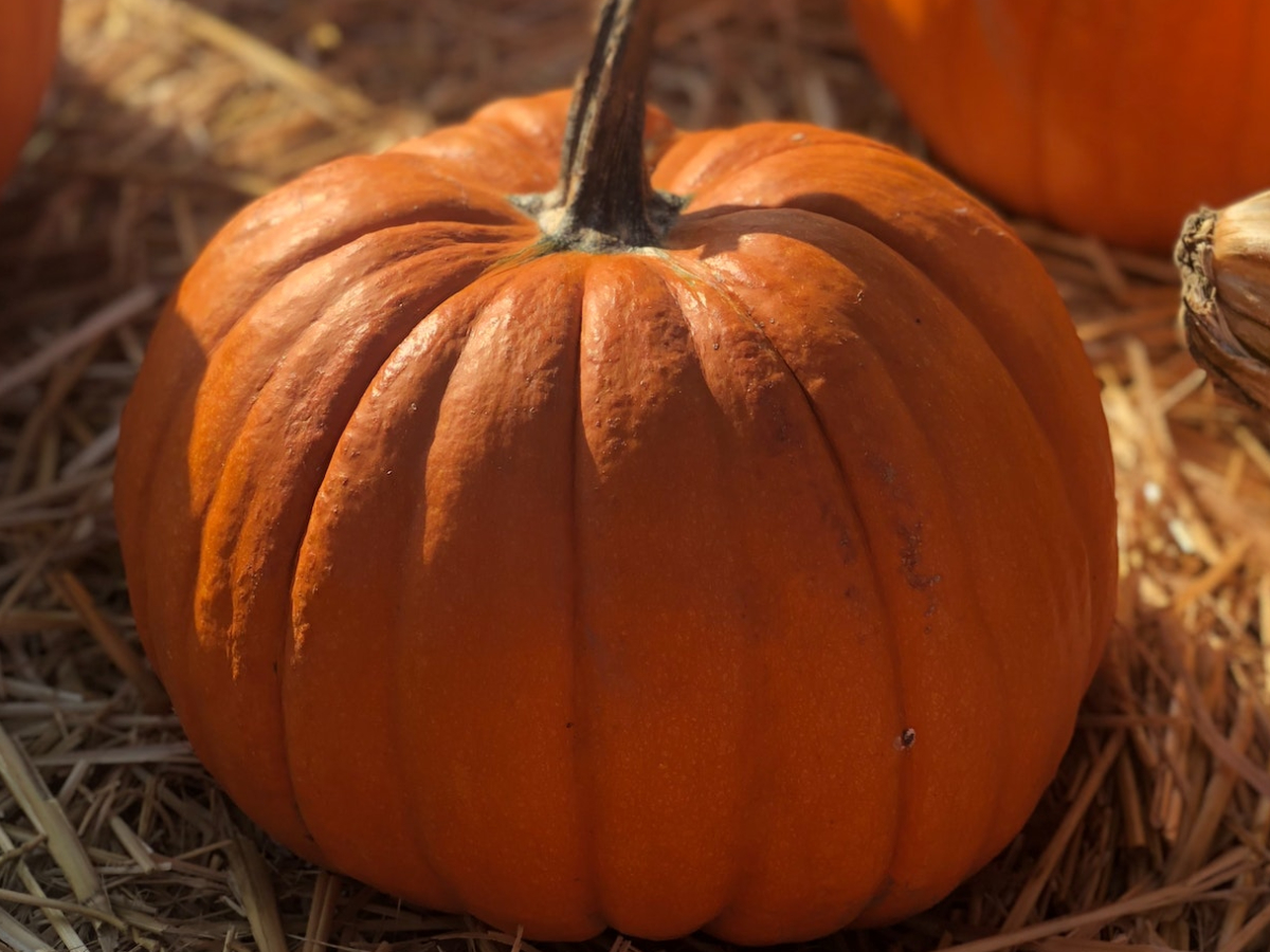 ハロウィンかぼちゃはどこで買う？