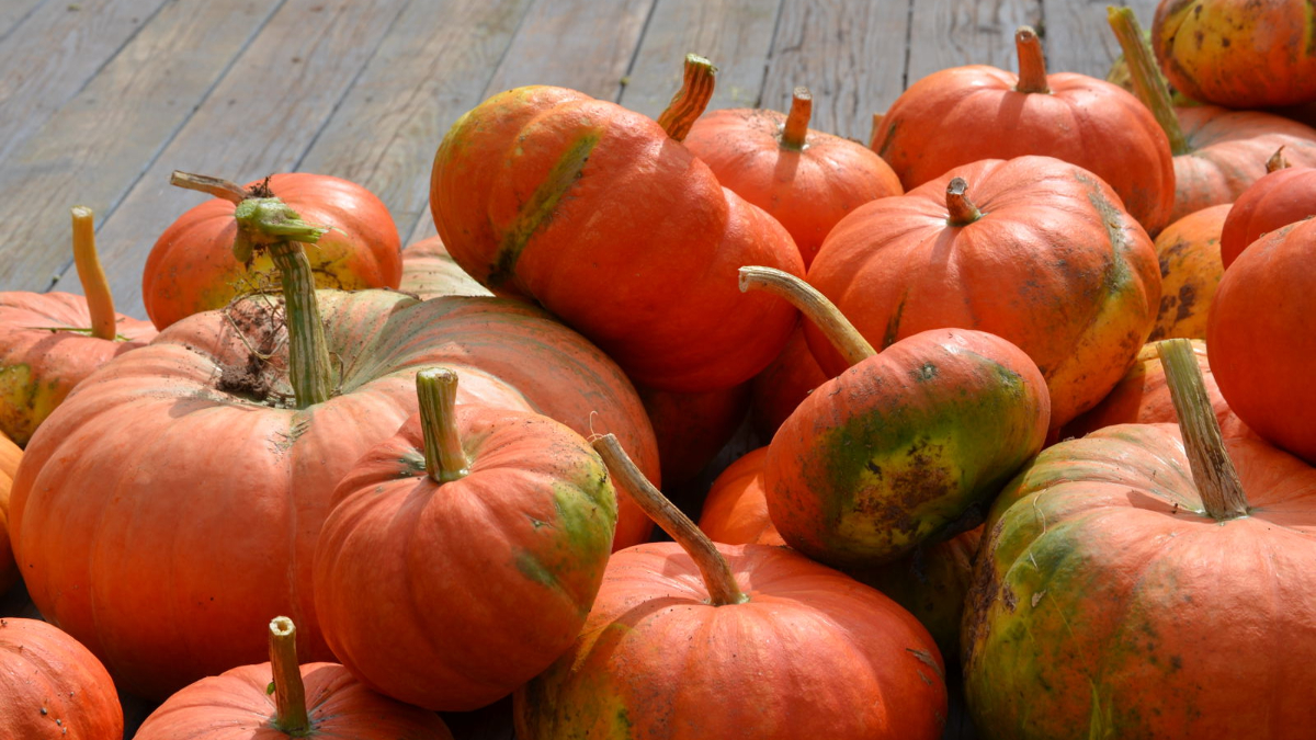 本物のハロウィンかぼちゃでランタンを作る際の注意点