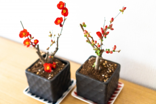 正月花には、こんな商品がある（2）……マニュアル付き生け花セット・寄せ植え・盆栽