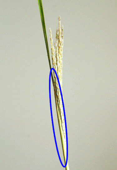 ススキの簡単な生け方の例……草刈りで切ったススキを生ける（穂が完全に開く前のススキでも大丈夫！）