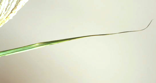 ススキの簡単な生け方の例……草刈りで切ったススキを生ける（穂が完全に開く前のススキでも大丈夫！）