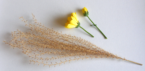 ドライフラワーのススキの飾り方の例……花瓶や100均食器にドライフラワーのススキでお月見花を飾る