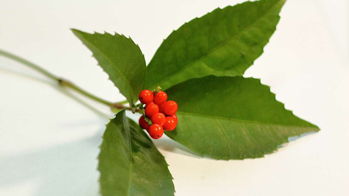 実例：すごくありきたりな花瓶に松と千両で正月花を生けてみた