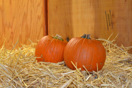 ハロウィンかぼちゃはくりぬく？　くりぬかない？