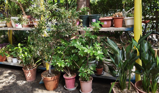 マンションの大規模修繕時にベランダの植物はどうすればいい？
