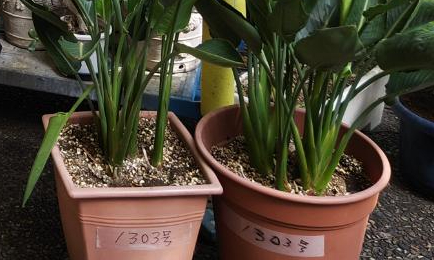 マンションの大規模修繕時にベランダの植物はどうすればいい？